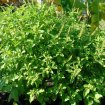 Ocimum sanctum